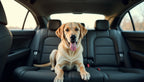 Labrador on a car back seat
